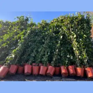 Tropictrees - Klimop - Hedera - Hoogte 200-220 Cm - Groenblijvend