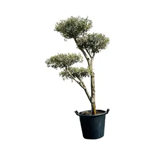 Tropictrees Olijfboom Pon - Olea Europea - Winterhard - Stamomvang ⌀ 20-25cm - Hoogte Ca. 200cm