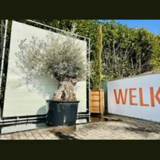 Tropictrees - Olijfboom - Bonsai - Winterhard - Stamomvang ⌀120-140 Cm - Hoogte 260