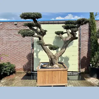 Tropictrees Olijfboom Pon - Olea Europea - Hardhouten Bak - Winterhard - Stamomvang ⌀ 100-110cm - Hoogte 300-350cm