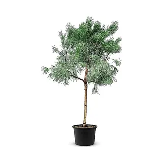 Tropictrees Pijnboom - Pinus Pinea - Parasolden - Winterhard - Pot ⌀ 35cm - Hoogte 175-200cm