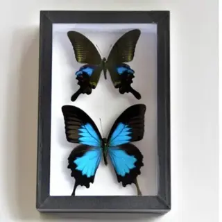 De museumwinkel.com Zwarte Insectendoos 15 Cm X 23 Cm Met Ophanghaakje
