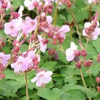 Boomenplant.be 6x Geranium Macrorrhizum ‘Ingwersen’s Variety’ - Ooievaarsbek - Pot 9x9 Cm