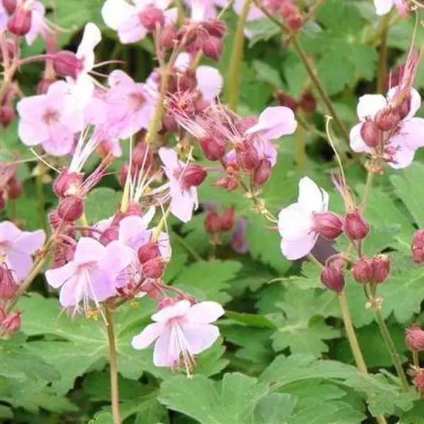 Boomenplant.be 6x Geranium Macrorrhizum ‘Ingwersen’s Variety’ - Ooievaarsbek - Pot 9x9 Cm thumbnail