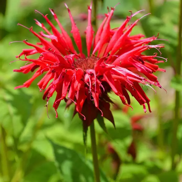 Boomenplant.be 6x Bergamotplant - Monarda ‘Gardenview Scarlet’ - Pot 9x9cm thumbnail