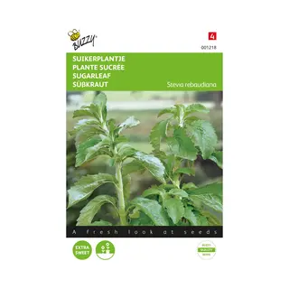 Stevia (Stevia Rebaudiana) - Suikerplantje / - Buzzy - Moestuin - Bloeit In Oktober / Juli / Augustus / September