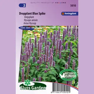 Sluis Garden - Dropplant Blue Spike (Agastache Foeniculum)