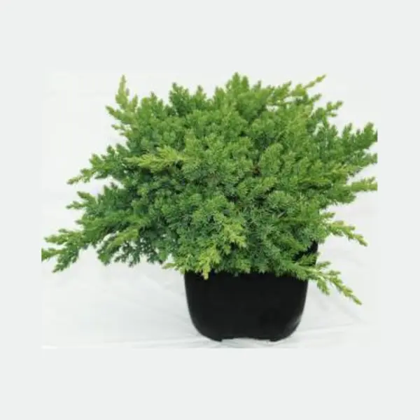 Plantenwinkel.nl Kruipende Jeneverbes (Juniperus Procumbens "Nana") Conifeer thumbnail