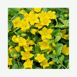 Moerings Lysimachia Nummularia | Penningkruid | In 18CM Mand Kant En Klaar