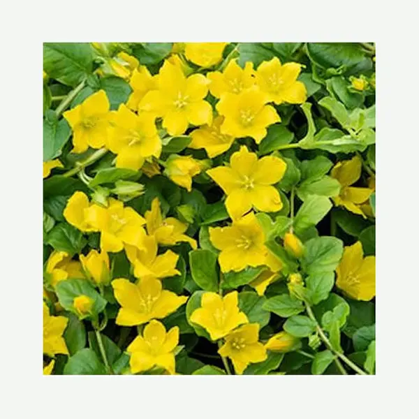 Moerings Lysimachia Nummularia | Penningkruid | In 18CM Mand Kant En Klaar thumbnail
