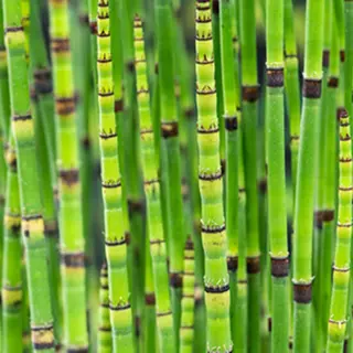 Moerings Equisetum Japonica | Japanse Holpijp | In 18CM Mand Kant En Klaar