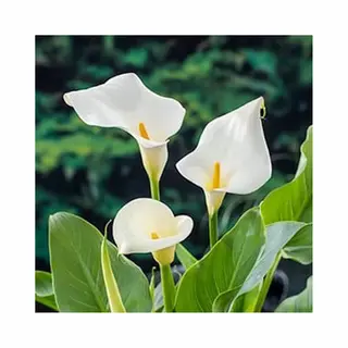 Moerings Zantedeschia Aethiopica | Moeras Aronskelk | In 18CM Mand Kant En Klaar