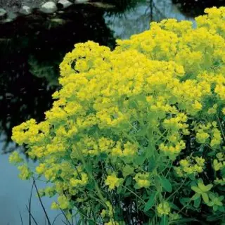 Moerings Euphorbia Palustris | Moeraswolfsmelk | In 9CM Pot
