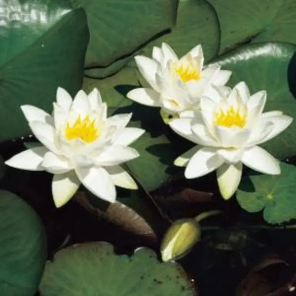 Moerings waterplanten Witte Dwergwaterlelie (Nymphaea Tetragona) Waterlelie (6-stuks) thumbnail