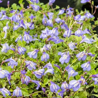 Moerings waterplanten Blauwe Mazus (Mazus Reptans Blue) Moerasplant (6-stuks)