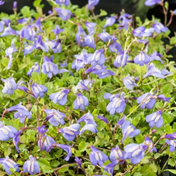Moerings waterplanten Blauwe Mazus (Mazus Reptans Blue) Moerasplant (6-stuks) thumbnail