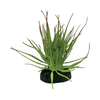 Repto Tillandsia Ion Terrariumkunstplant 7 X 8 X 11 Cm Schuilplaats Voor Reptielen En Amfibieën