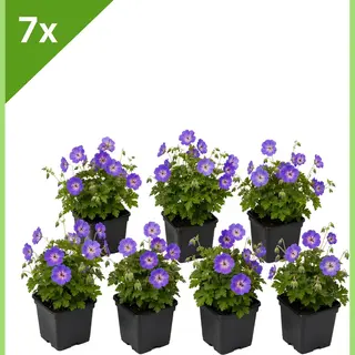 Gardenzo - Geranium 'Rozanne' (Ooievaarsbek) - Set Van 7 Bodembedekkers Voor 1 M2 - In P9 Pot