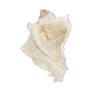 Clayre & Eef Deurknop 7 Cm Wit Bruin Keramiek