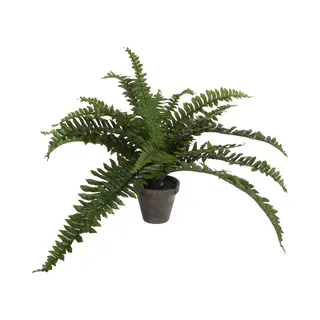 Mica Decorations Boston Varen Kunstplant/kamerplant - Groen - In Pot - H35 Cm X D45 Cm
