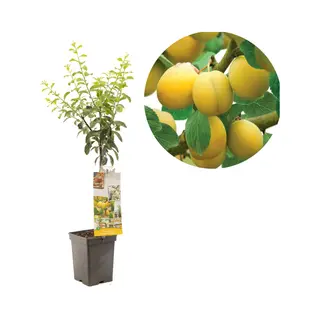 Plantenwinkel.nl Pruimenboom (prunus Domestica "Mirabelle De Nancy") Fruitbomen