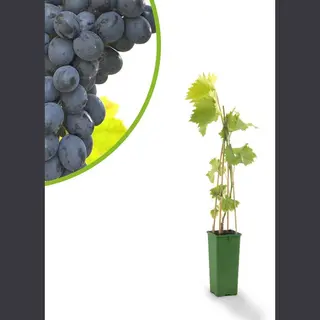 Tuin de Bruijn Blauwe Druif - Boskoop Glorie