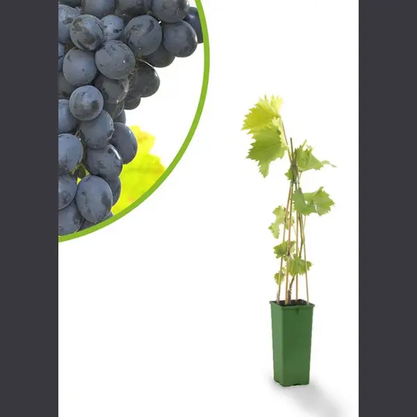 Tuin de Bruijn Blauwe Druif - Boskoop Glorie thumbnail