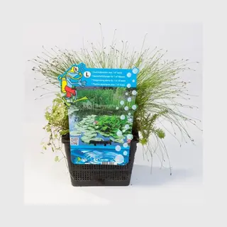 Moerings Mix Zuurstofplanten | In 18CM Mand