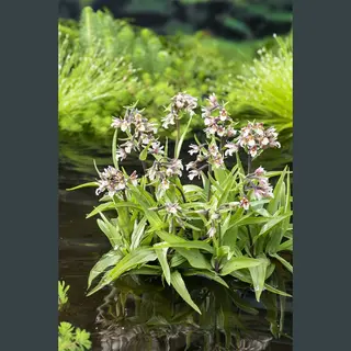 Moeraswespenorchis Epipactis PalustrisMoerings