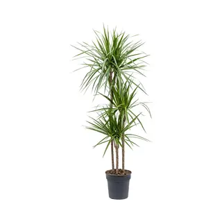 RealPlants Dracaena Marginata Kamerplant Hoog 40cms Potmaat Ø 10cms (incl Verzending)