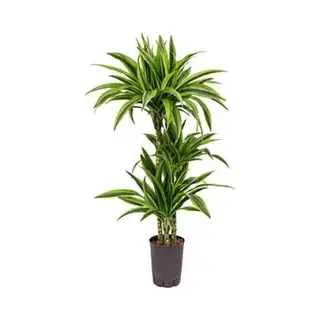 Plantenwinkel.nl Dracaena Lemon Lime Mazuco Hydrocultuur Plant