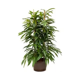 Plantenwinkel.nl Ficus Amstel King 2pp Hydrocultuur Plant
