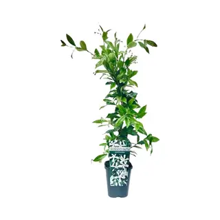 Witte Toscaanse Jasmijn (Sterjasmijn) - Klimplant | Wit - Groenblijvend / Wintergroen En Winterhard - ClematisOnline | 1, 5 Liter Pot - Hoogte 60-80cm