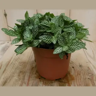 Warentuin Natuurlijk - 2 Stuks! Kamerplant Mont Blanc Fittonia Vers...