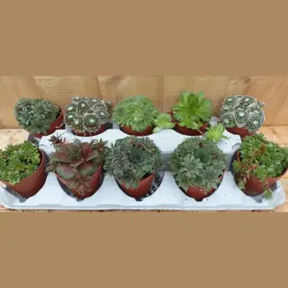 Warentuin Natuurlijk - Vetplanten Sedum 10 Potjes Per Tray Kleur Mix