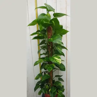 Warentuin Natuurlijk - Kamerplant Epipremnum 100 Cm
