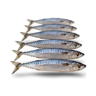 Prebaits Makreel Klein - Doodaas - Wit