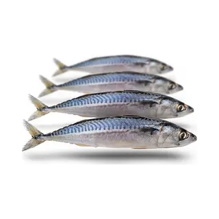 Prebaits Doodaas Makreel Middel - Vacuüm Verpakt | 20-30CM | 2-4ST