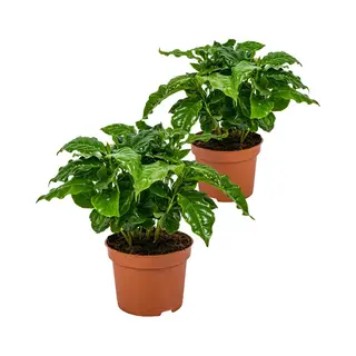 Bloomique - Set Van 2 - Coffea Arabica - Koffieplant - Kamerplanten - Luchtzuiverend - 20-30 Cm Hoog - Pot 12 Cm