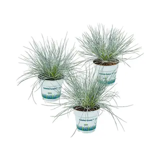 Bloomique - Set Van 3 - Festuca Glauca Compacta Blue - Blauw Zwenkgras - Schapengras - Siergras - Tuinplanten - Winterhard - Hoogte 20-30 Cm - Pot 10,
