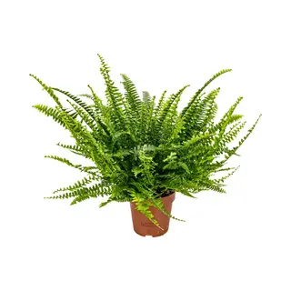Bloomique - Nephrolepis Green Lady - Krulvaren - Varen - Kamerplanten - Luchtzuiverend - Diervriendelijk - 20-30 Cm Hoog - Pot 12 Cm