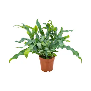 Bloomique - Phlebodium Blue Star - Blauwvaren - Kamerplanten - Luchtzuiverend - Diervriendelijk - 20-30 Cm Hoog - Pot 12 Cm