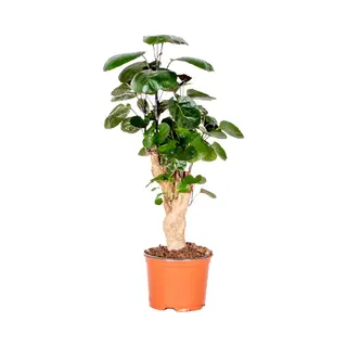 Bloomique - Polyscias Fabian - Aralia - Kamerplanten - Luchtzuiverend - Diervriendelijk - Gemakkelijk In Onderhoud - 30-40 Cm Hoog - Pot 12 Cm