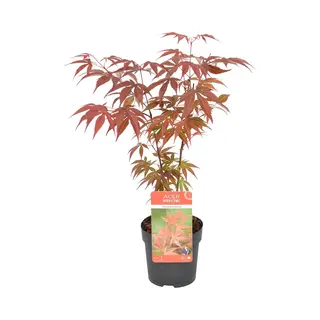 Bloomique - Acer Palmatum Atropurpureum - Japanse Esdoorn - Bont Blad - Tuinplanten - Winterhard - 20-30 Cm Hoog - Pot 10, 5 Cm
