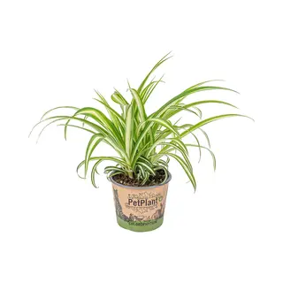 Bloomique - Chlorophytum Variegatum - Graslelie - Kamerplanten - Luchtzuiverend - Diervriendelijk - 20-30 Cm Hoog - Pot 12 Cm