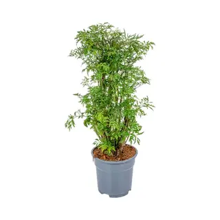 Bloomique - Polyscias Fruticosa - Aralia - Kamerplanten - Luchtzuiverend - Diervriendelijk - Kamerplanten - 50-70 Cm Hoog - Pot 17 Cm