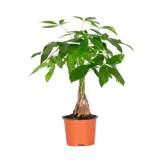 Bloomique - Pachira Aquatica - Geldboom - Watercacao - Kamerplanten - Luchtzuiverend - 25-35 Cm Hoog - Pot 12 Cm