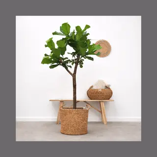 Kh Bloembollen Ficus Lyrata Boom Xl - 180cm - ⌀30