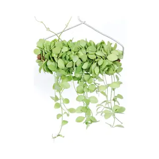 Green Bubble Hangplant Dischidia Geri