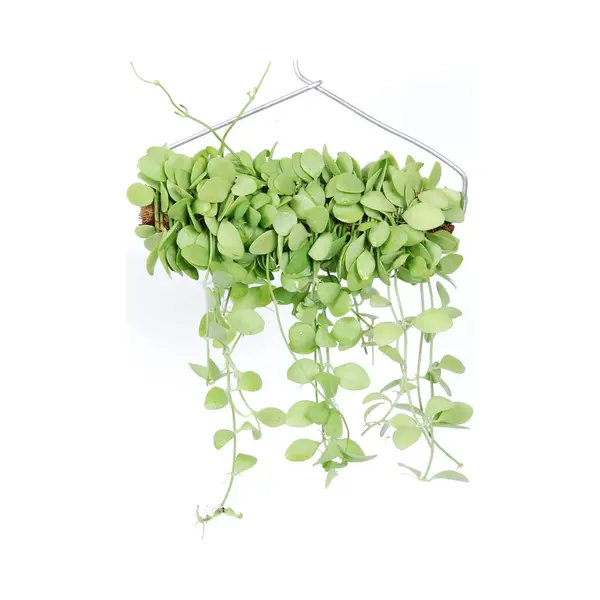 Green Bubble Hangplant Dischidia Geri thumbnail